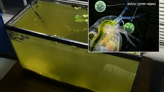 Raising Daphnia for the Freshwater Aquarium [upl. by Turnbull308]