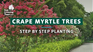 Crape Myrtle Tree  Step by Step Planting [upl. by Imac514]