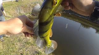 Peacock Bass Fishing Florida Canals [upl. by Stefan180]