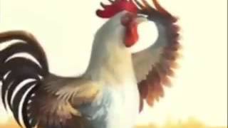 Quando un Gallo ti sveglia [upl. by Asiar]