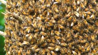 Honey Bee Swarm Behavior Up Close and Personal What does a Honeybee Swarm Look lIke [upl. by Seagraves621]