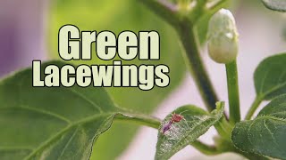 Green Lacewing Eggs Release [upl. by Edwin]