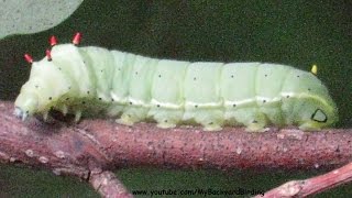 How Caterpillars Crawl  Extreme Close Up [upl. by Kacey]