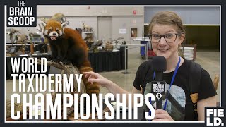 I waited 4 years for this the World Taxidermy Championships [upl. by Harriette]