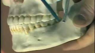 Dental Anatomy Introduction [upl. by Yenffit]