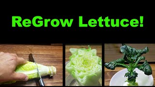 How To Regrow Lettuce From Itself [upl. by Rainah]