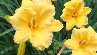 Stella de Oro Daylily Hemerocallis Stella de Oro [upl. by Bree645]