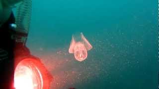 Sea Butterfly Pteropod [upl. by Keel]