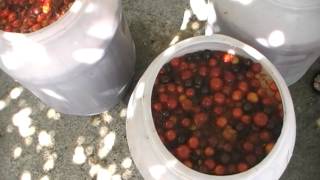 How to make Rakia [upl. by Nosnej]