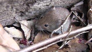 Young Voles [upl. by Tolman]