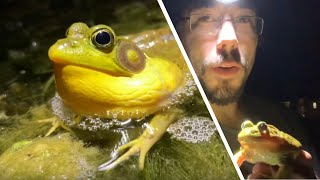 Bull Frog vs Green Frog Calls [upl. by Berny390]