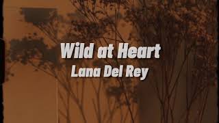 Lana Del Rey  Wild at Heart Lyrics [upl. by Odnalor]