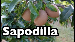 All About Sapodilla [upl. by Asenev]