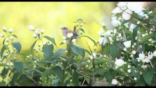 Beautiful Dawn Chorus Birdsong  Nature Sounds [upl. by Arvin]