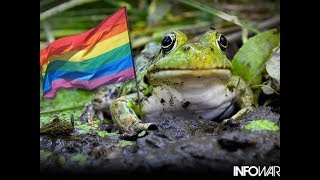 Gay Frogs Alex Jones REMIX 1 hour [upl. by Nicolle658]