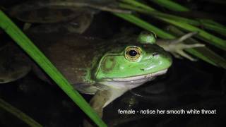 Bullfrog Serenade [upl. by Kearney]