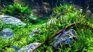 Aquarium Decorating Tips [upl. by Ecidnak]