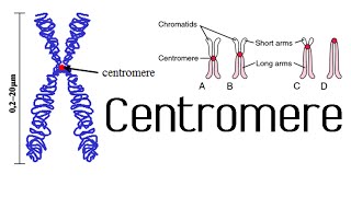 Centromere and kinetochore  chromosome structure and function [upl. by Anirual]