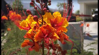 Dwarf Poinciana Caesalpinia pulcherrima [upl. by Kali72]