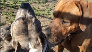 A Tosa Inu Japanese Mastiff Plays With PitBull amp Other Dogs at Dog Park [upl. by Alleuol]