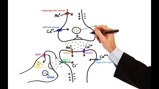 Pharmacology  ANTIEPILEPTIC DRUGS MADE EASY [upl. by Kline]