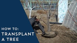 How to Transplant a Tree [upl. by Evelc717]