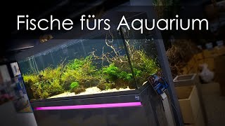 530l Showaquarium mit AquaOwner  Besatz und Technik  AquadoZoo Dortmund [upl. by Alekram]