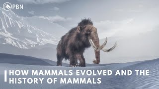 How Mammals Evolved  History Of Mammals  PBN [upl. by Milli]