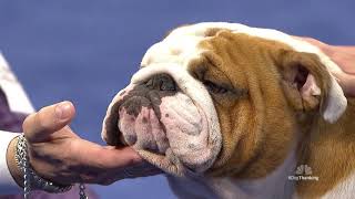 National Dog Show 2019 Best In Show Winner quotThorquot [upl. by Forrest]