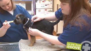 How to Administer Vaccines to Canine Patients [upl. by Erasme]