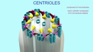 CENTRIOLES [upl. by Naot904]