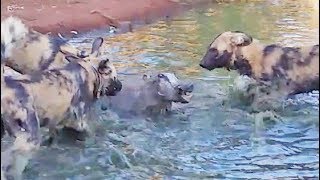 Wild Dogs Disturb a Warthogs Bath [upl. by Wadleigh]