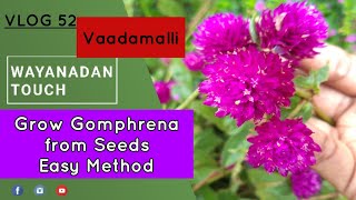 Gomphrena Globosa Purple Flower  Vaadamalli Vadamulla Flower വാടാമല്ലി ചെടി [upl. by Opportina]