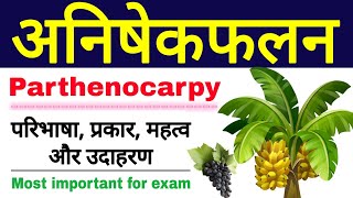 अनिषेकफलन की परिभाषा प्रकार महत्व और उदाहरण  parthenocarpy in hindi  anishekfalan  class 12 [upl. by Honora]