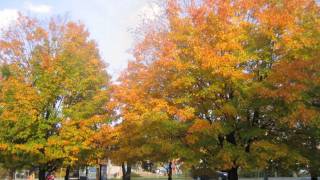 Taizé  Laudate Omnes Gentes [upl. by Dnomso58]