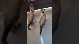 Talkative siamese Cats meowing and yelling demanding to go outside [upl. by Benjy784]