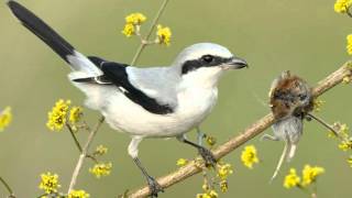 Tiny Vicious Killer Of The Bird World  Shrike Impales Its Victims On A Spike [upl. by Gratt]