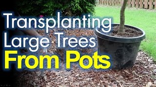 Transplanting Potted Trees Made Easy [upl. by Ettinger]