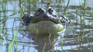 BBC Life African Bull Frog Fight Sir David Attenborough [upl. by Freddy]