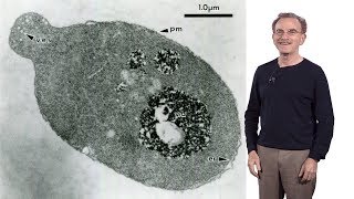 Randy Schekman HHMI amp UCB 1 Secretory Pathway How cells package amp traffic proteins for export [upl. by Nylirej]