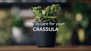 How to care for your Crassula  Grow at Home  RHS [upl. by Ming]