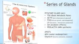 What is endocrinology [upl. by Raila]