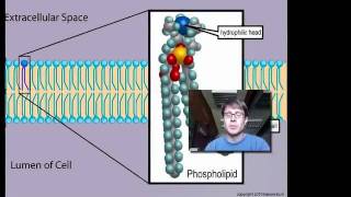 Cell Membranes [upl. by Doria]