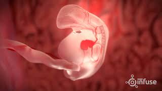 Fetal Development 3D Animation  Infuse Medical [upl. by Annaiviv603]