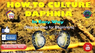 HOW TO CULTURE DAPHNIA In Easy Way [upl. by Hairym]