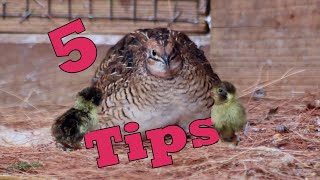 5 Easy Tips to Breed QUAILS Naturally [upl. by Croix]