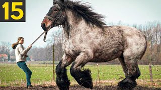 15 RARE And Beautiful Horse Breeds [upl. by Ernaldus]