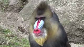 Mandrill Monkeys  Courtship and Mating  Mandrillus sphinx  Monkeys Full HD Video [upl. by Xantha459]