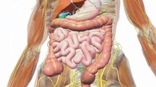 Gallbladder  Understanding Your Gallbladder [upl. by Nnel34]