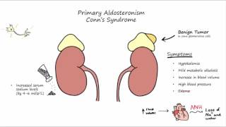 ReninAngiotensinAldosterone System Clinical Significance [upl. by Eitac823]